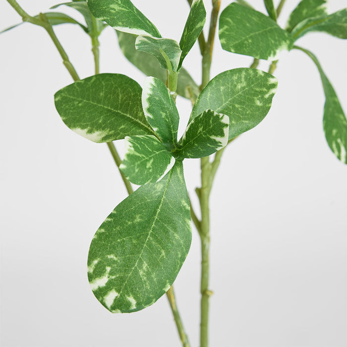 Pittosporum Leaf Spray Variegated 75cm