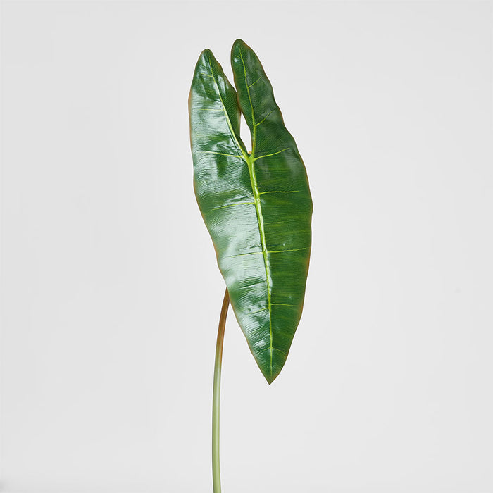 Philodendron Spiritus Sancti Leaf 81cm