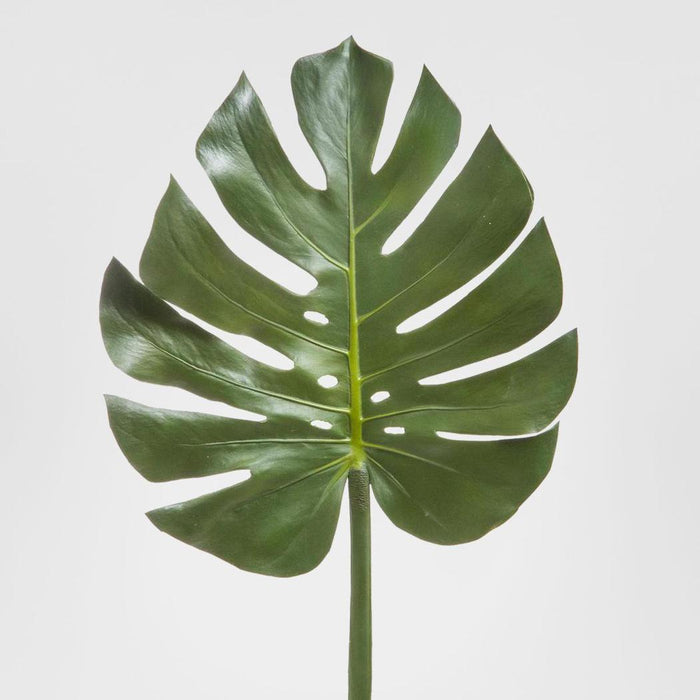 Split-Leaf Philodendron Monstera 94cm