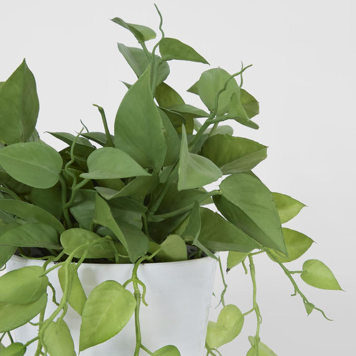 Leaves in White Plastic Pot 35cm