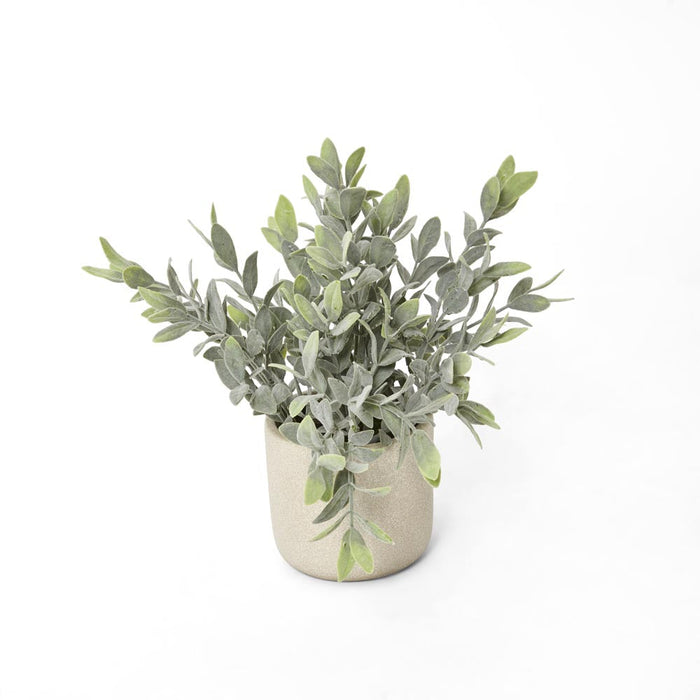 Potted Melon Seed Leaves