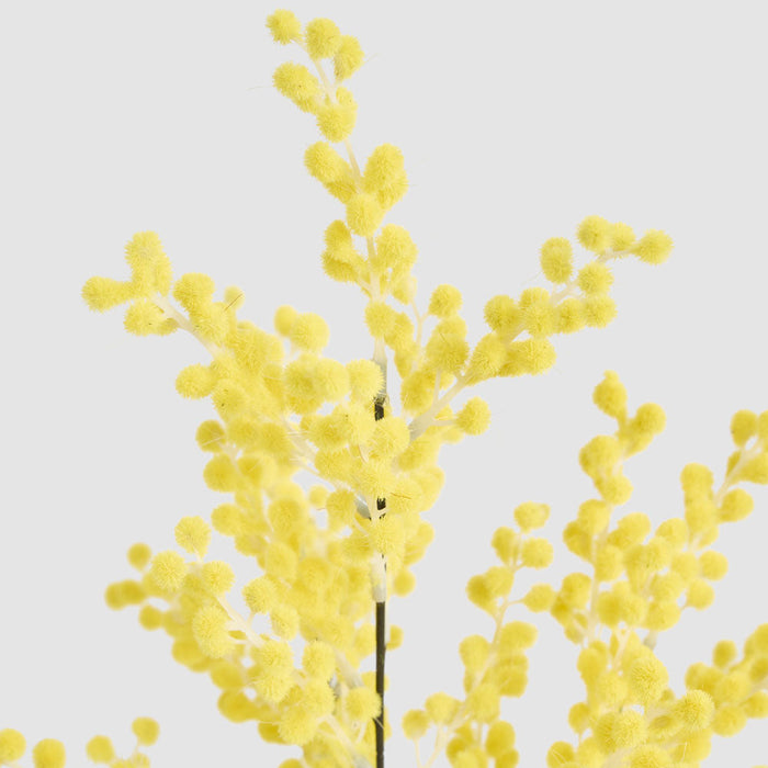Mimosa Spray 78cm