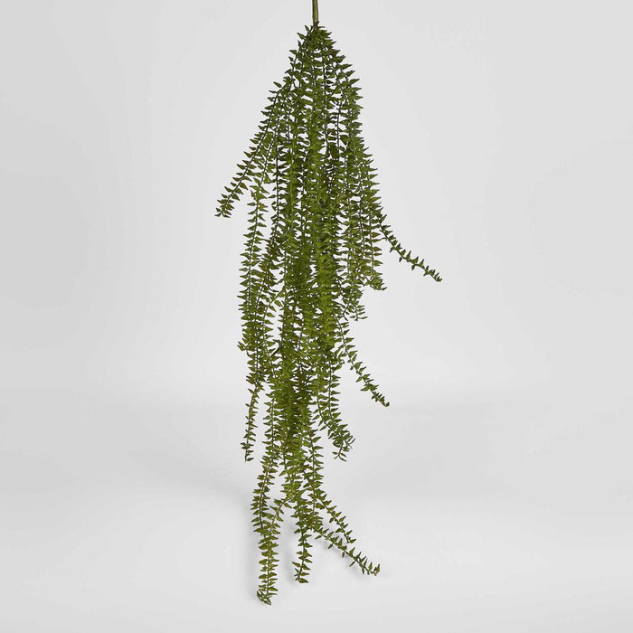 Clubmoss Hanging Vine 6 pcs