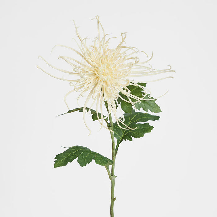 Spider Mum Floral Stem 71cm Cream