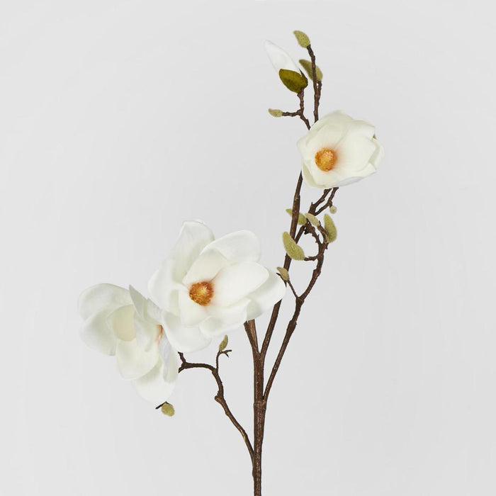 Magnolia With Full Blooms White 105cm