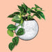 NSIMG-SHA256:33d362097354e539a58d8becb5deea3957cd1be0266afb443046a547ee97e981 · Isalbi NPW Magnetic Disco Planter Silver