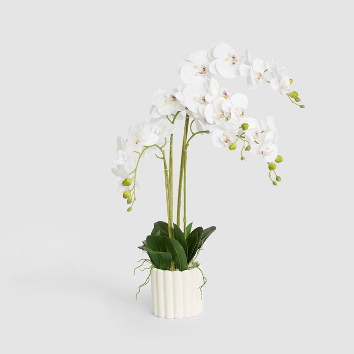 Orchid Phalaenopsis Real Touch In Ceramic Pot White Pot
