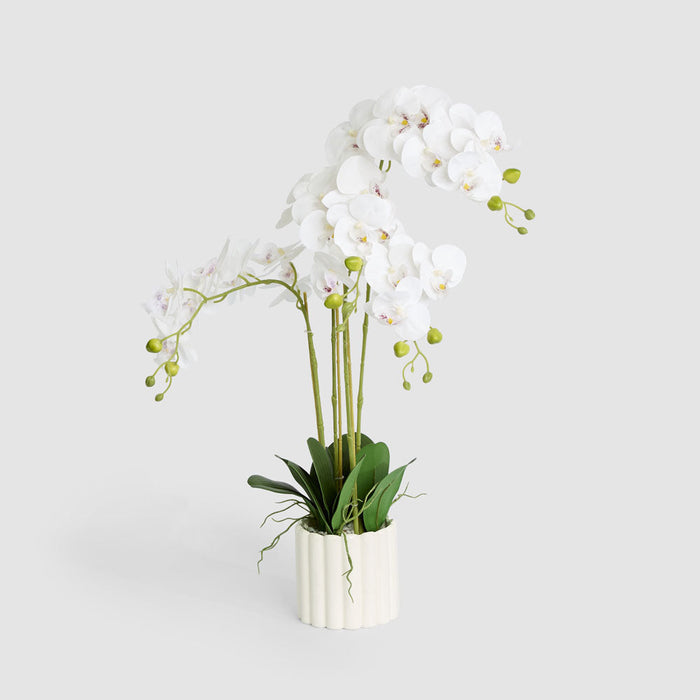 Orchid Phalaenopsis Real Touch In Ceramic Pot White Pot