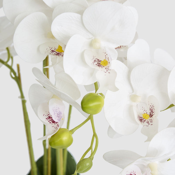 Orchid Phalaenopsis Real Touch In Ceramic Pot White Pot