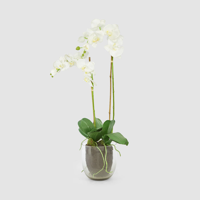 Orchid in Glass Vase 85cm White