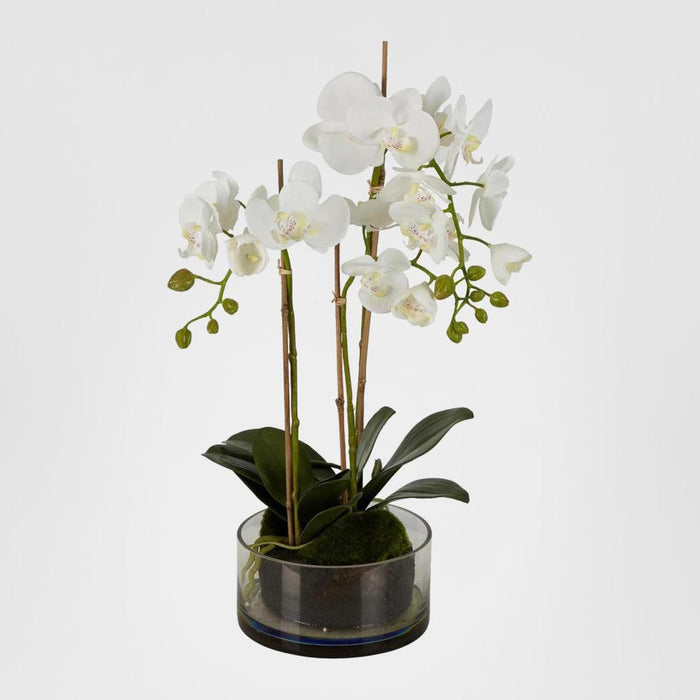 Orchid in Round Glass Vase 60cm White