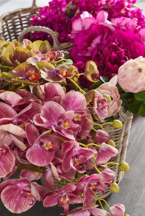Orchid Phalaenopsis Spray 74cm Pink