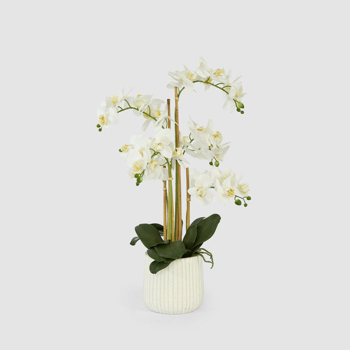 Orchid In Ceramic Pot Real Touch 71cm White