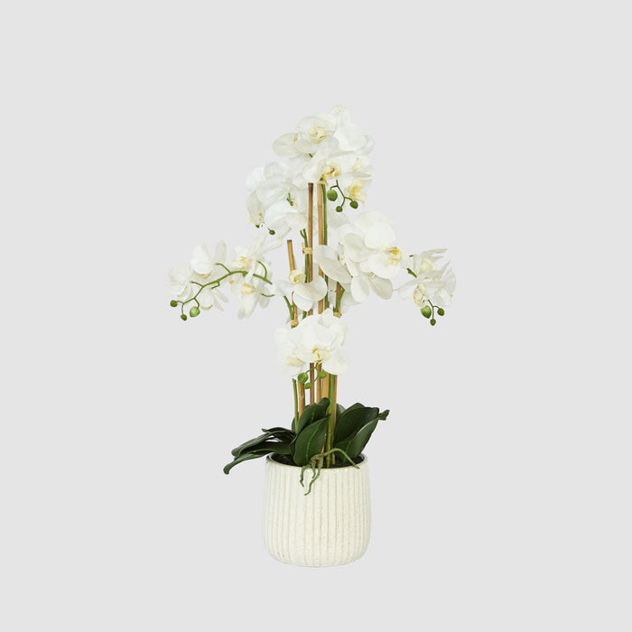 Orchid In Ceramic Pot Real Touch 71cm White