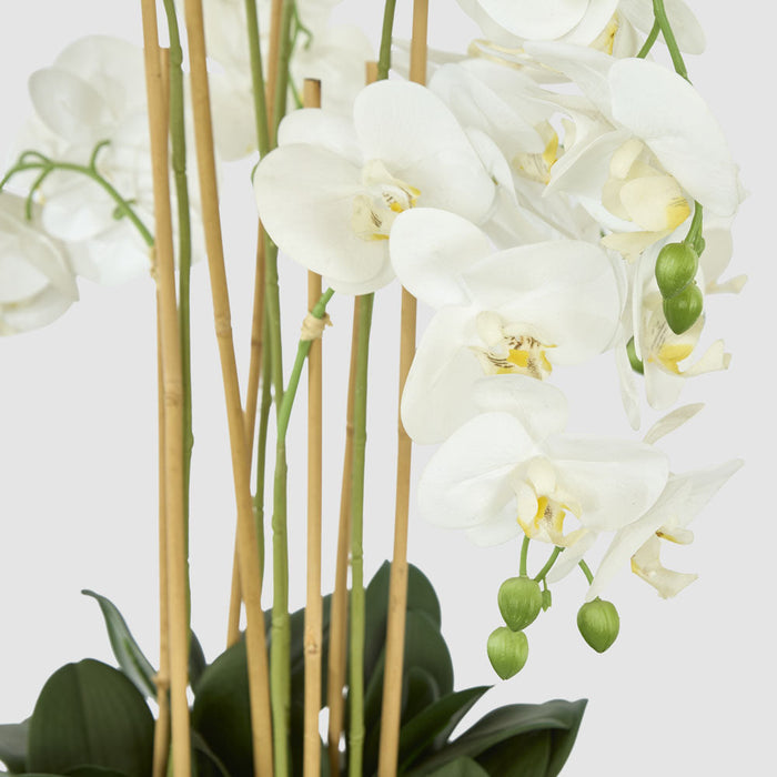 Orchid Potted Real Touch 100cm White