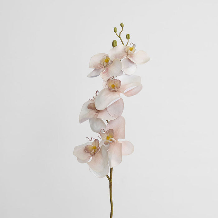 Orchid Single Phalaenopsis Stem 80cm Sunset 6 pcs