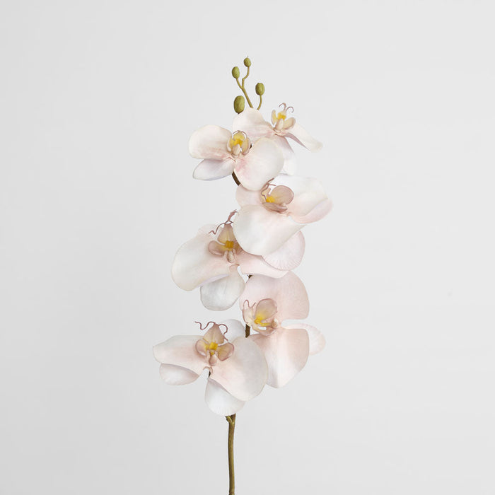 Orchid Single Phalaenopsis Stem 80cm Sunset 6 pcs