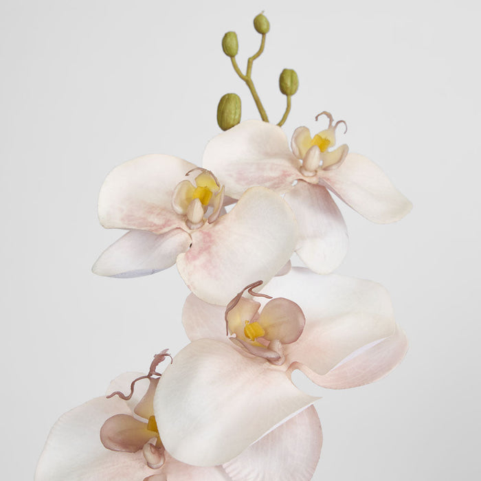 Orchid Single Phalaenopsis Stem 80cm Sunset 6 pcs