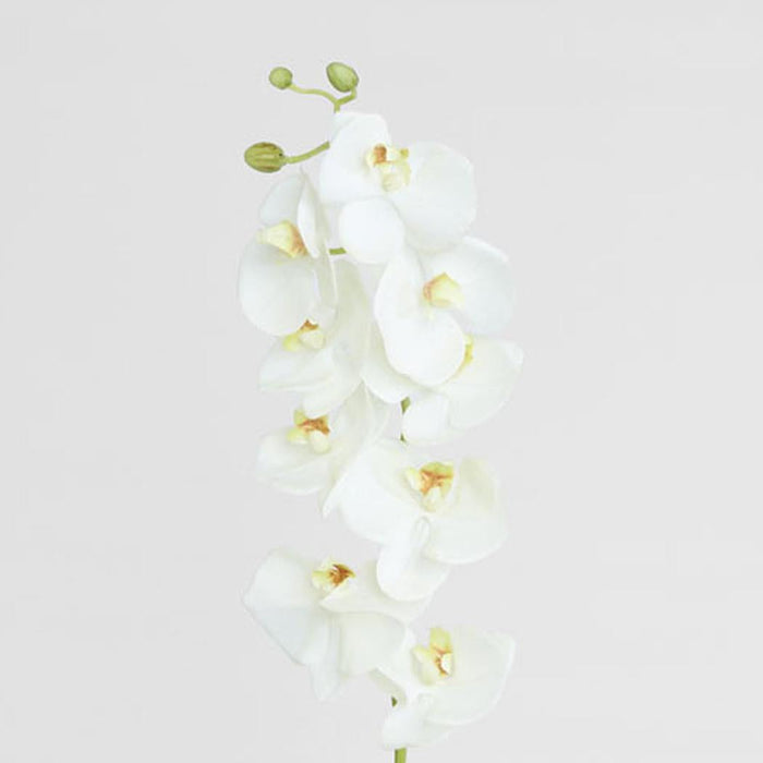 Large Moth Orchid Natural Touch Stem White 6 pcs