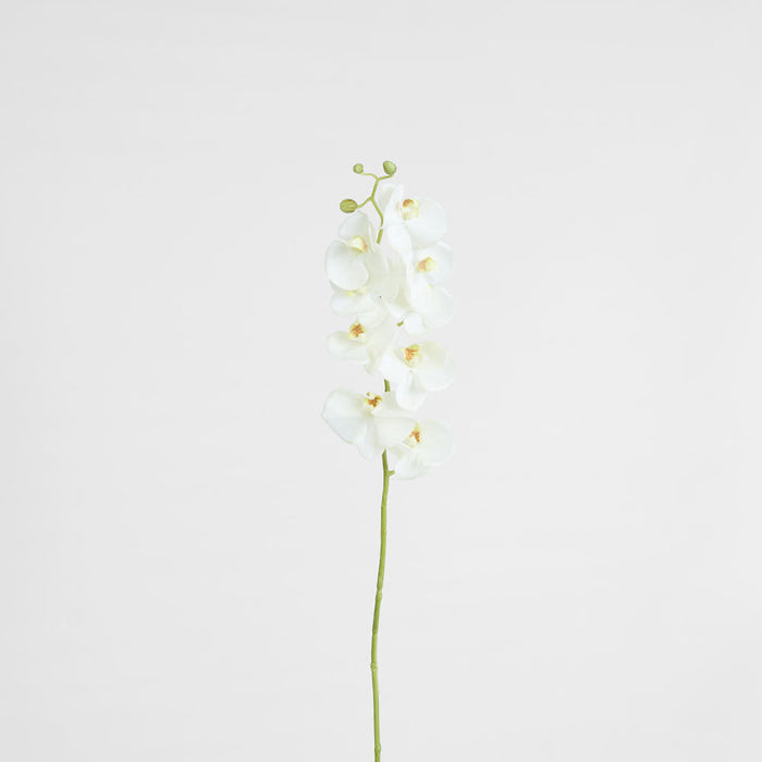 Large Moth Orchid Natural Touch Stem White 6 pcs