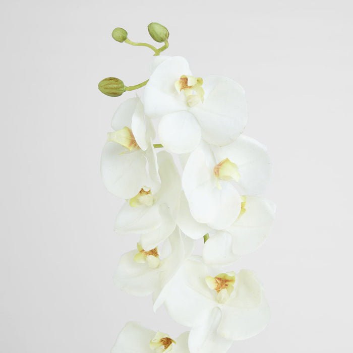 Large Moth Orchid Natural Touch Stem White 6 pcs