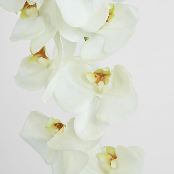 Large Moth Orchid Natural Touch Stem White 6 pcs