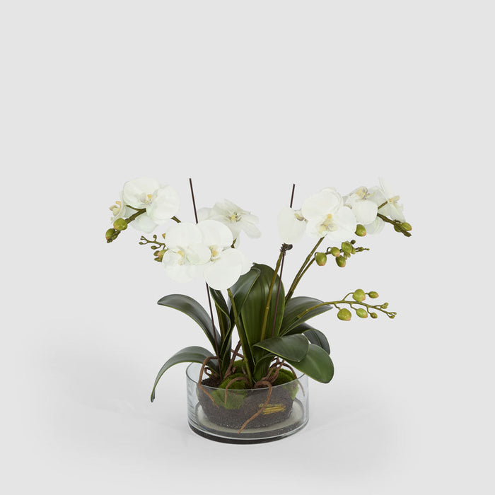 Phalaenopsis Orchid In Glass Pot Large White