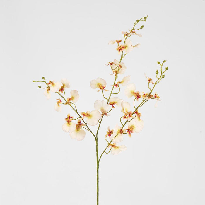 Lilly Dancing Orchid98cm Cream
