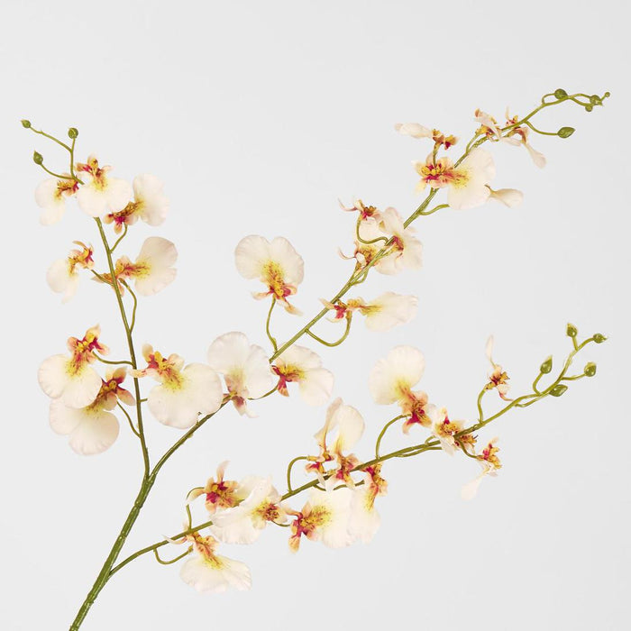 Lilly Dancing Orchid98cm Cream