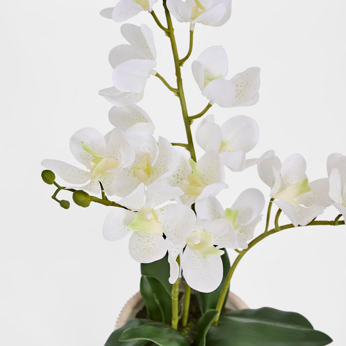 Potted Ascocenda Orchid