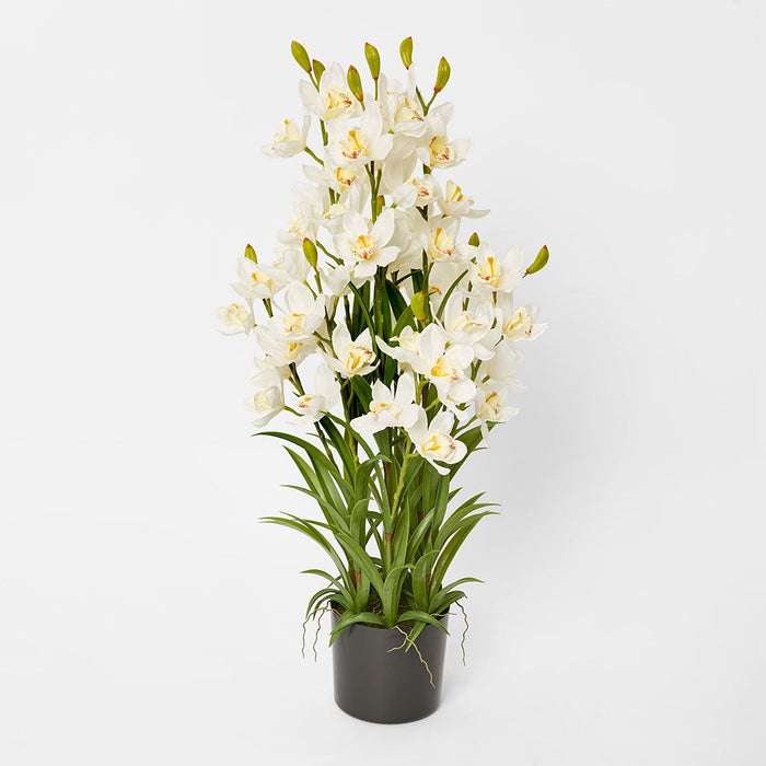 Orchid Cymbidium Real Touch Orchid In Black Pot