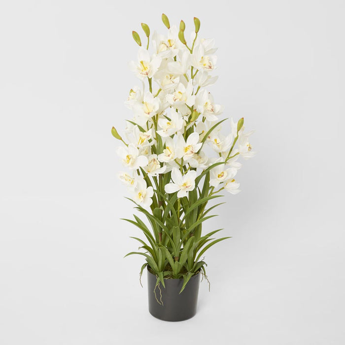 Orchid Cymbidium Real Touch Orchid In Black Pot