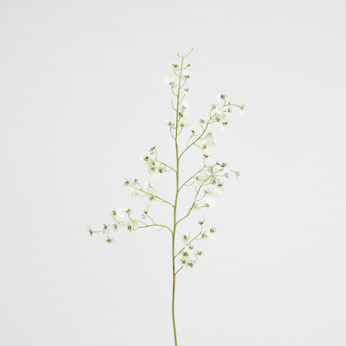 Dancing Orchid 93cm White