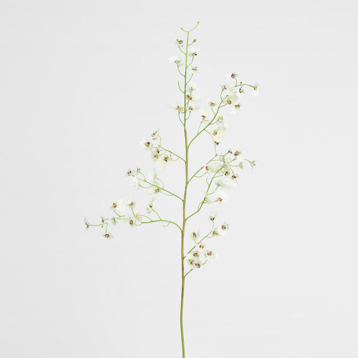 Dancing Orchid 93cm White