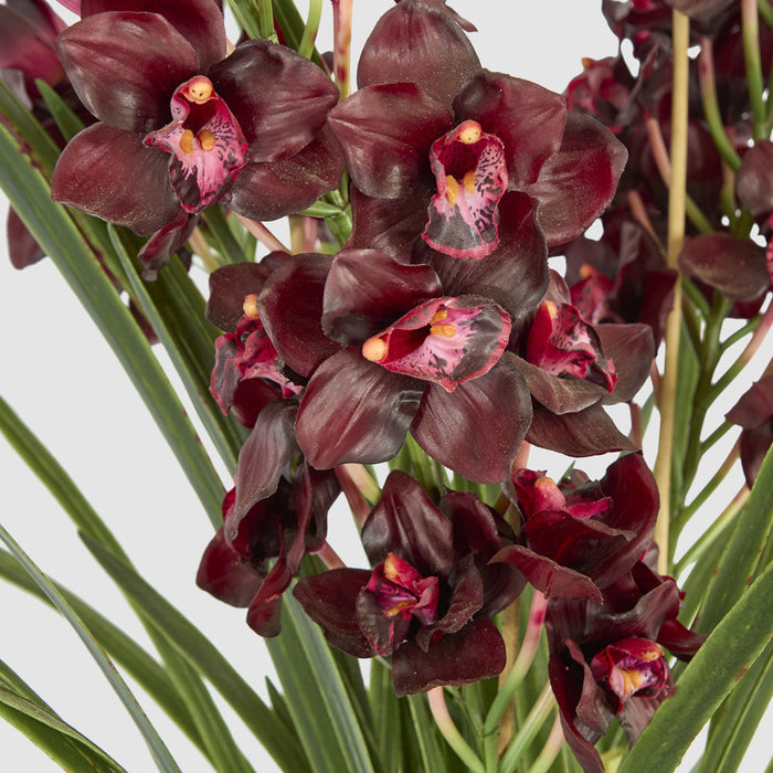 Cymbidium Giant Paper Pot 1.1m Burgundy