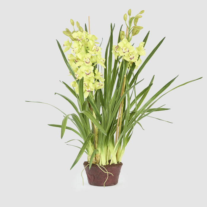 Cymbidium Giant Paper Pot 1.1m Light Green