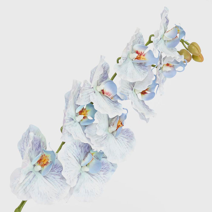 Ripple Phalaenopsis Stem Blue