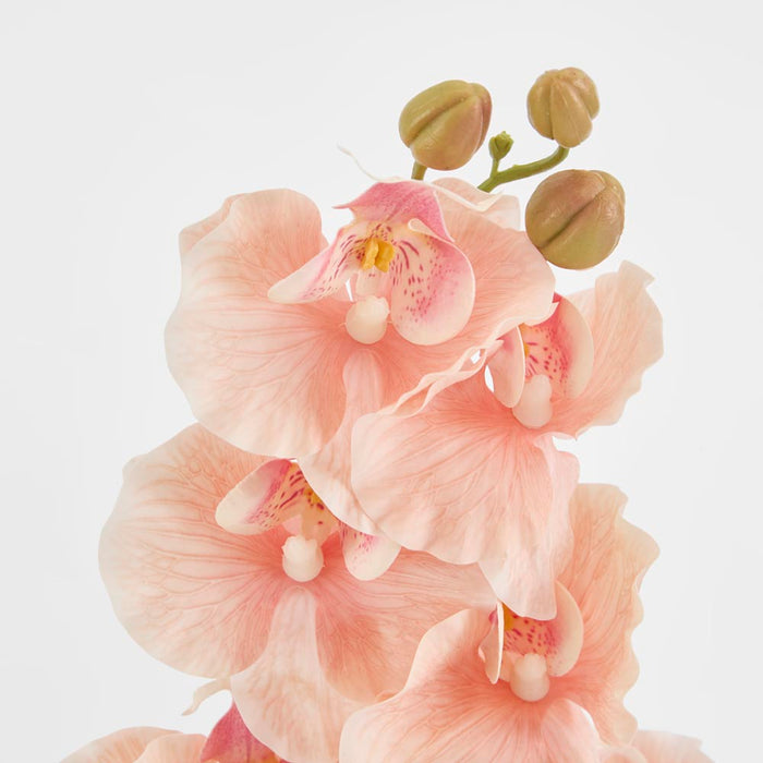 Ripple Phalaenopsis Stem Peach