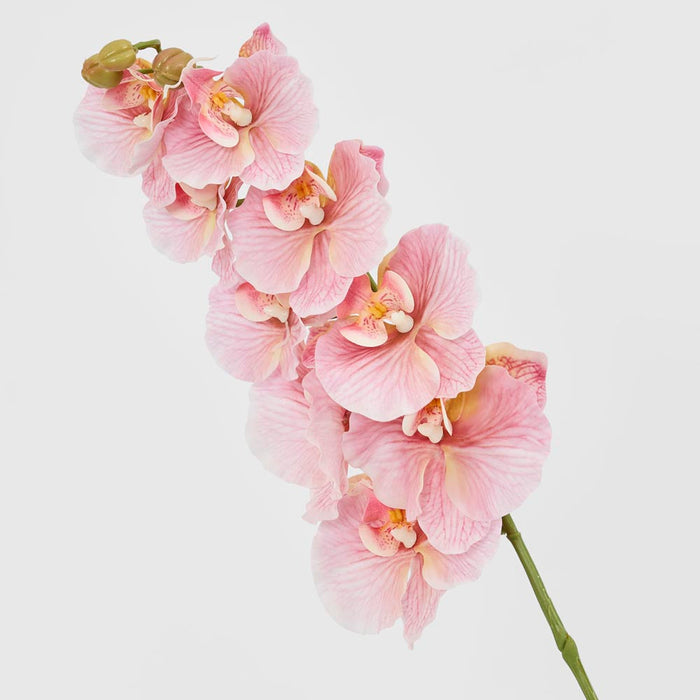 Ripple Phalaenopsis Stem Pink
