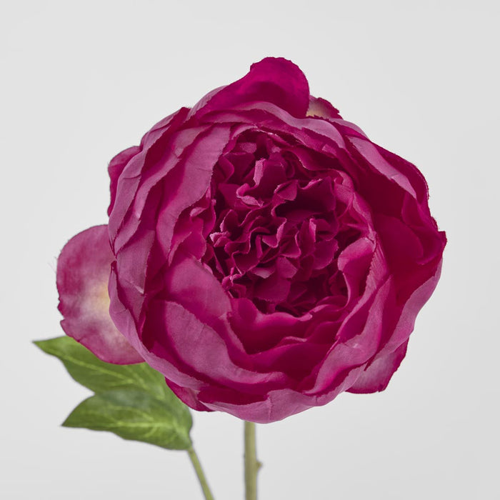 Peony Spray 60cm Fuchsia 6 pcs