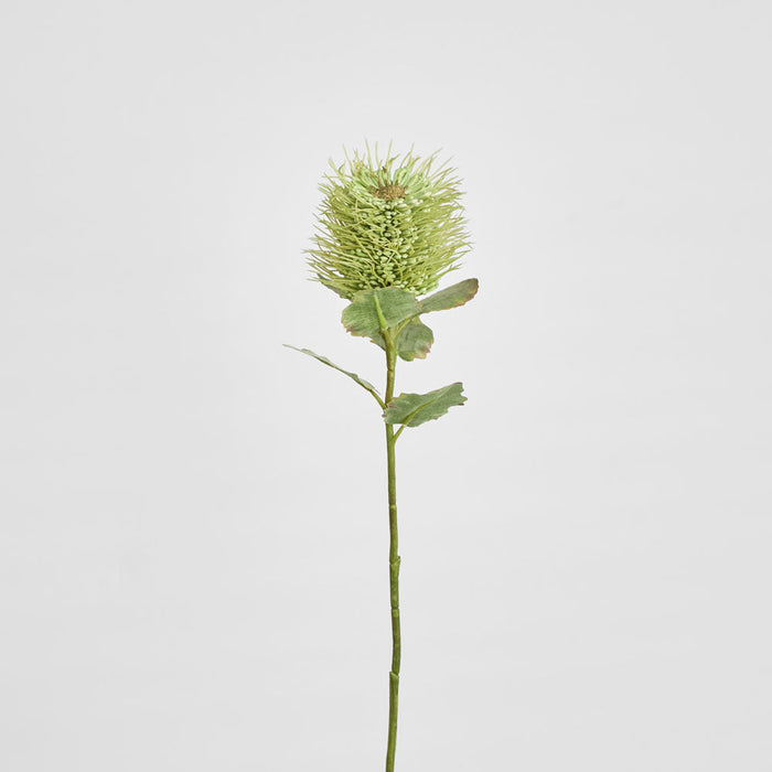 Pincushion Native Flower 60cm Green