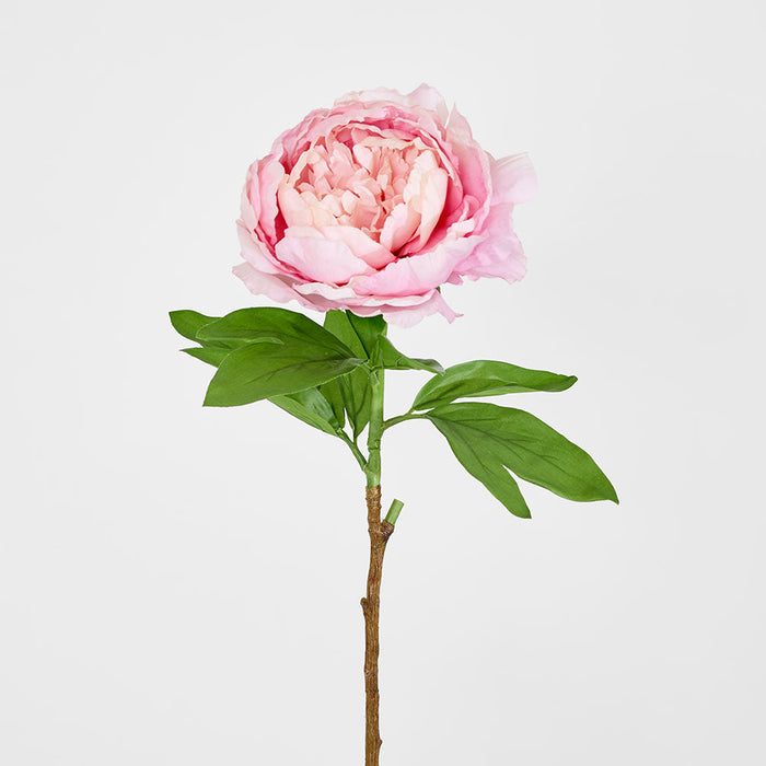 Peony Queen 70cm Pink 6 pcs