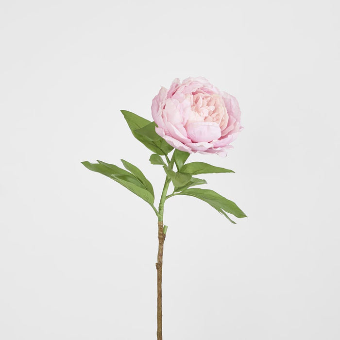 Peony Queen 70cm Pink 6 pcs