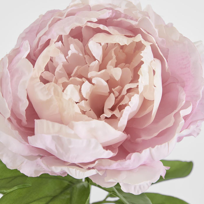Peony Queen 70cm Pink 6 pcs