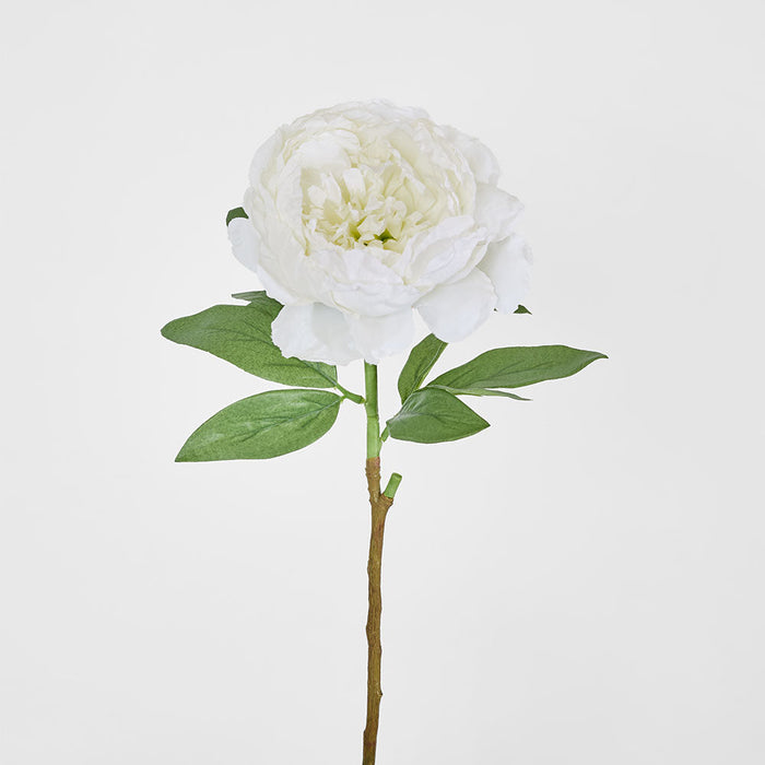 Peony Queen 70cm White 6 pcs