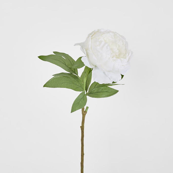 Peony Queen 70cm White 6 pcs