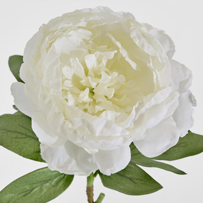 Peony Queen 70cm White 6 pcs
