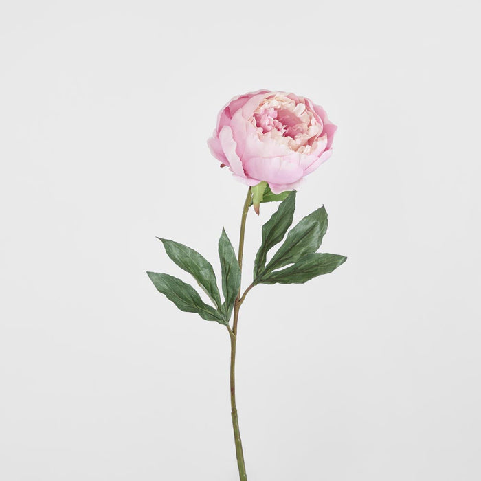 Peony Half Open 70cm Pink 6 pcs