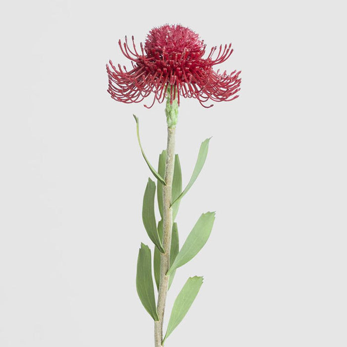 Pincushion Flower Stem 58cm Red 6 pcs