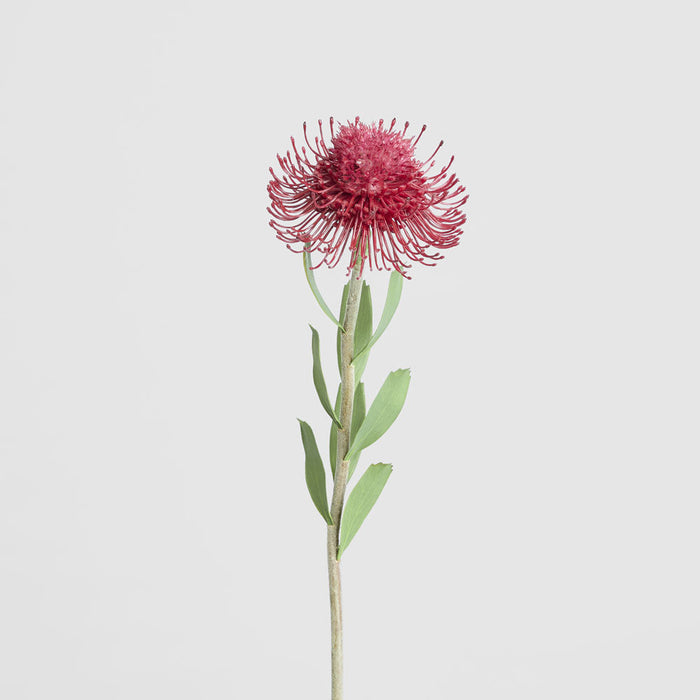 Pincushion Flower Stem 58cm Red 6 pcs